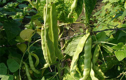 油豆角露地进行种植?油豆角露地种植技术(图1)