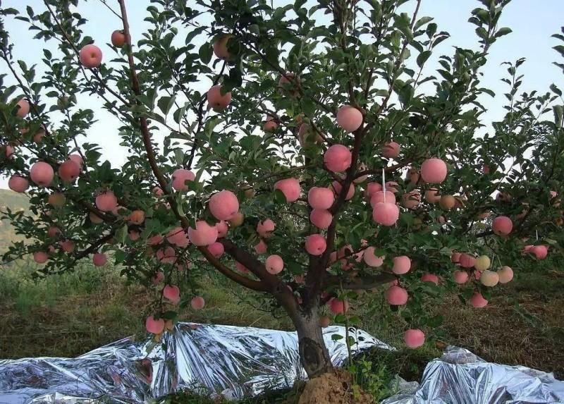 苹果树夏季管理技术(图1)