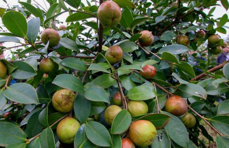 怎么种好油茶树？油茶树种植技术介绍(图1)